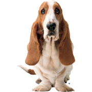 Hush Puppies